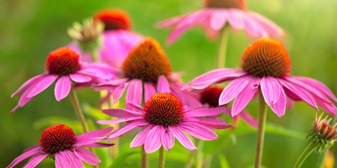 As 6 plantas para aliviar sintomas da gripe