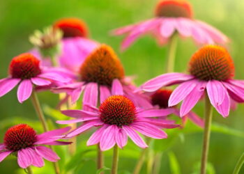 As 6 plantas para aliviar sintomas da gripe