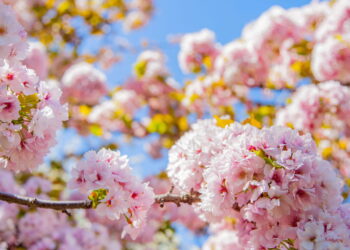 Saiba como transformar seu quintal em um lindo jardim de flor de cerejeira
