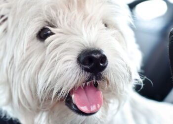 Cães conseguem farejar doenças graves antes mesmo dos sintomas