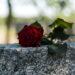 Morre aos 82 anos ícone da música pop dos anos 60