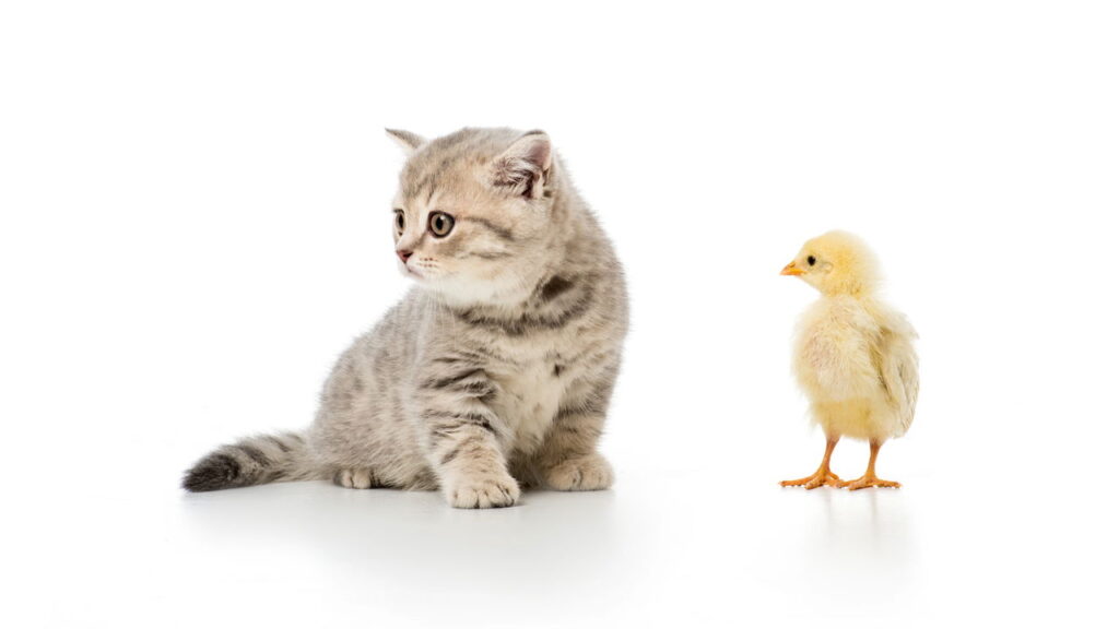 O segredo por trás do bom humor dos gatos que vivem dentro de casa