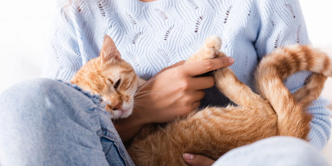 Cientistas revelam que gatos compreendem melhor os humanos do que imaginávamos
