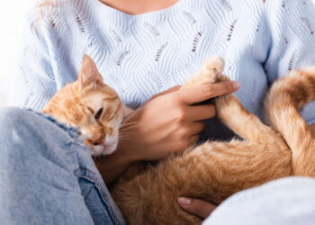 Cientistas revelam que gatos compreendem melhor os humanos do que imaginávamos
