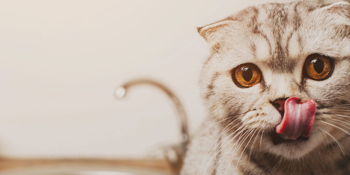 3 formas seguras de usar camomila no seu gato sem erro