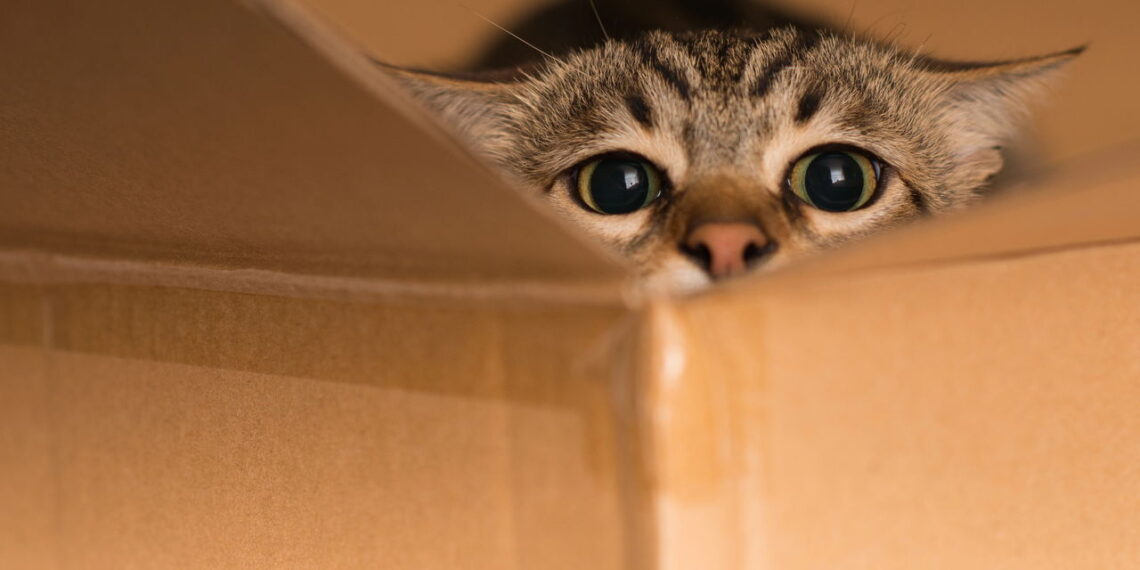 Especialistas revelam por que os gatos amam caixas