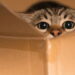 Especialistas revelam por que os gatos amam caixas