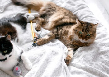 O ronronar do seu gato pode revelar muito mais do que você imagina