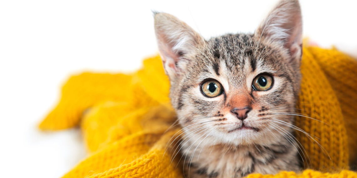 Cuidados essenciais para manter seu gato aquecido no inverno.