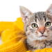 Cuidados essenciais para manter seu gato aquecido no inverno.