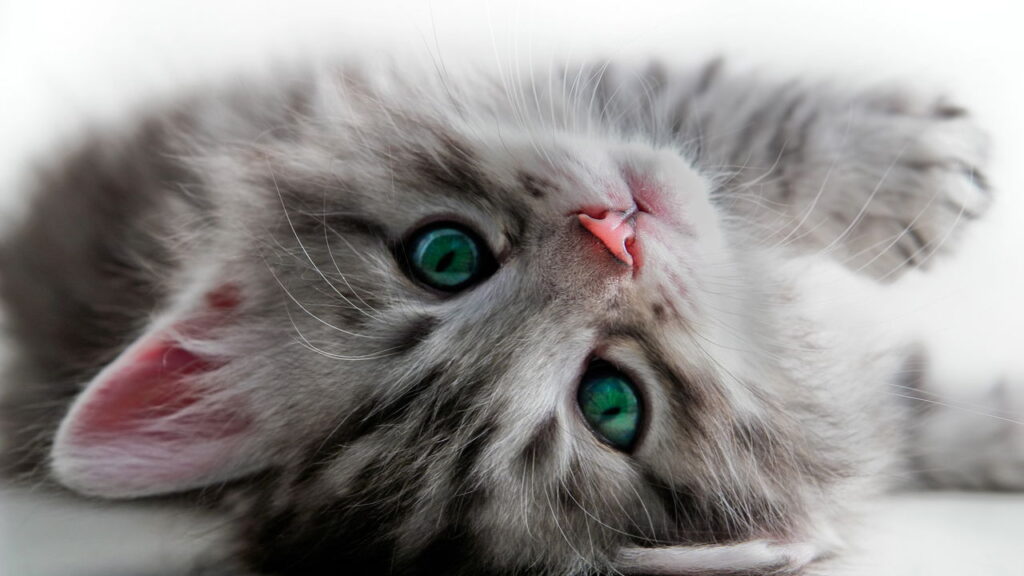 Gatos podem ser mais tranquilos do que você imagina com esse método