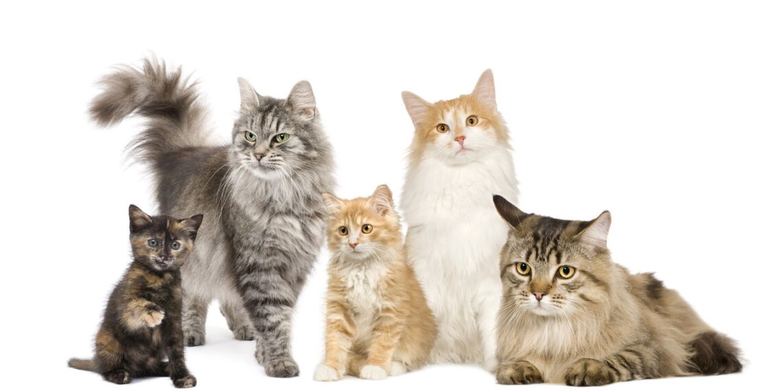 Gatos podem ser mais tranquilos do que você imagina com esse método