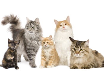 Gatos podem ser mais tranquilos do que você imagina com esse método