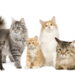 Gatos podem ser mais tranquilos do que você imagina com esse método