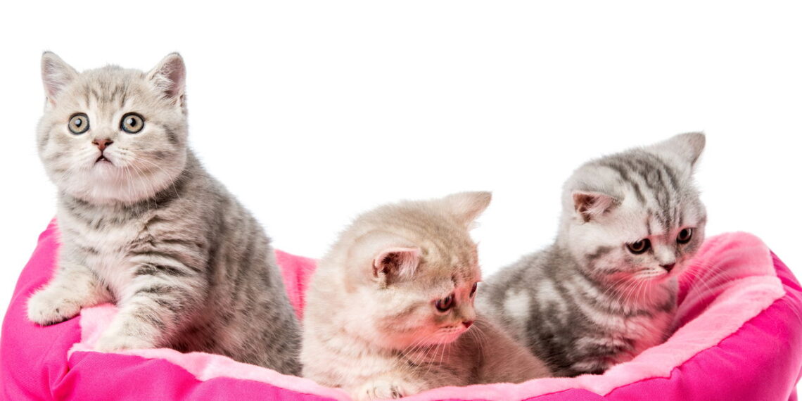O poder do olfato felino está impressionando até os veterinários