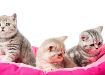 O poder do olfato felino está impressionando até os veterinários