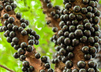 Como cultivar jabuticaba em casa com cuidados simples e rápidos