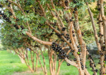 Essas dicas vão transformar sua forma de cultivar jabuticaba em casa!