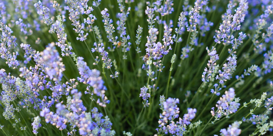 As 3 plantas para começar a cultivar em agosto para estarem lindas no verão