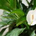 As 3 plantas que diminuem a poeira em casa