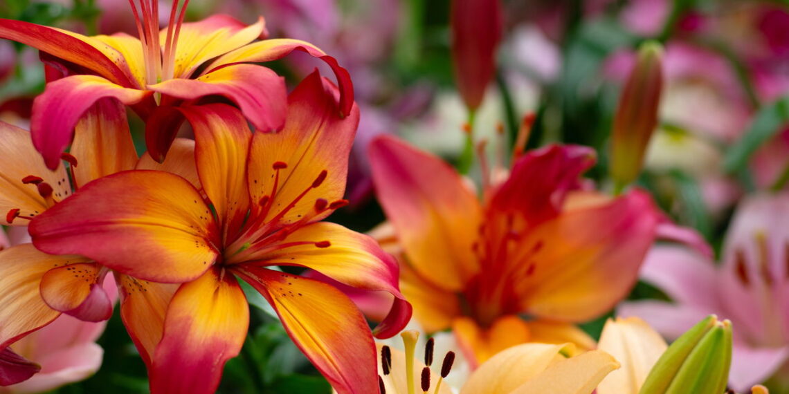 Transforme seu quintal em um jardim encantador com a beleza das flores de lírio