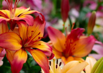 Transforme seu quintal em um jardim encantador com a beleza das flores de lírio
