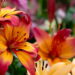 Transforme seu quintal em um jardim encantador com a beleza das flores de lírio