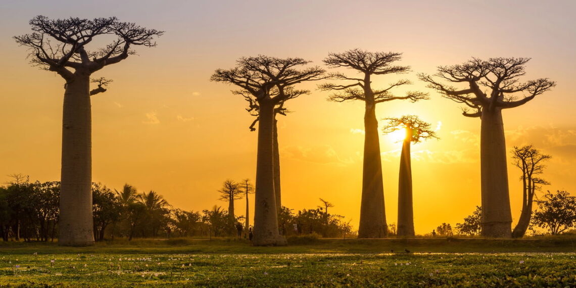 Essa ilha é um paraíso natural com fauna única no mundo