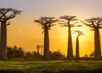 Essa ilha é um paraíso natural com fauna única no mundo