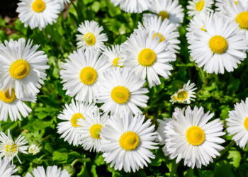 Aprenda todos os segredos para cultivar margaridas em casa e ter flores lindas