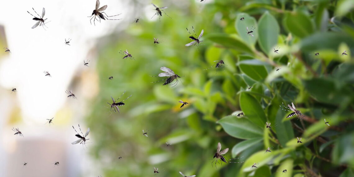 Plantas que afastam mosquitos e ainda decoram sua casa!