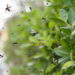 Plantas que afastam mosquitos e ainda decoram sua casa!