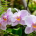 Aprenda a transformar seu quintal em um jardim com orquídeas lindas e diversificadas
