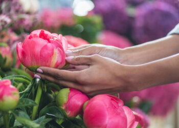 Aprenda a ter um cultivo produtivo e marcante de peônias em seu quintal!
