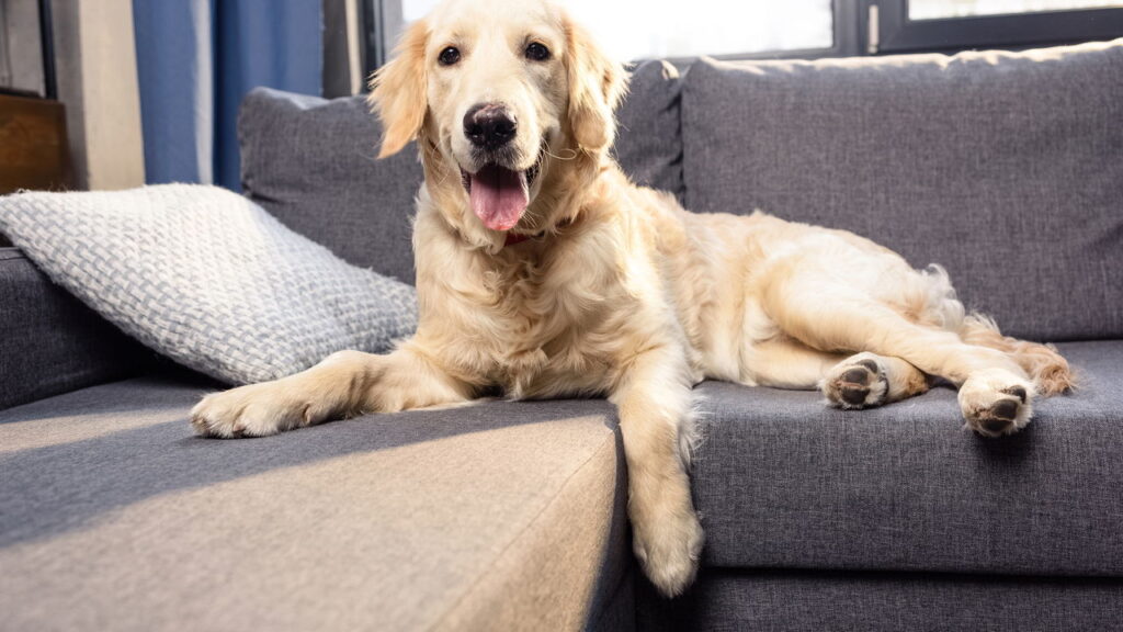 Os nomes de pets mais criativos inspirados em filmes e séries