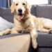 Os nomes de pets mais criativos inspirados em filmes e séries
