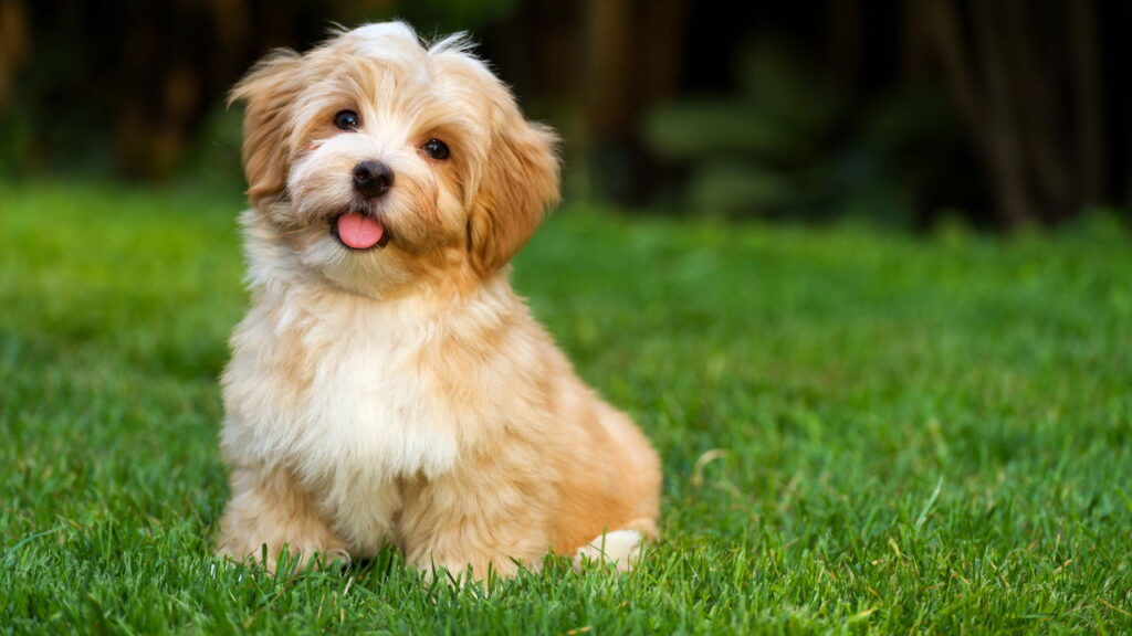 Cuidar da higiene do seu cão vai muito além do banho
