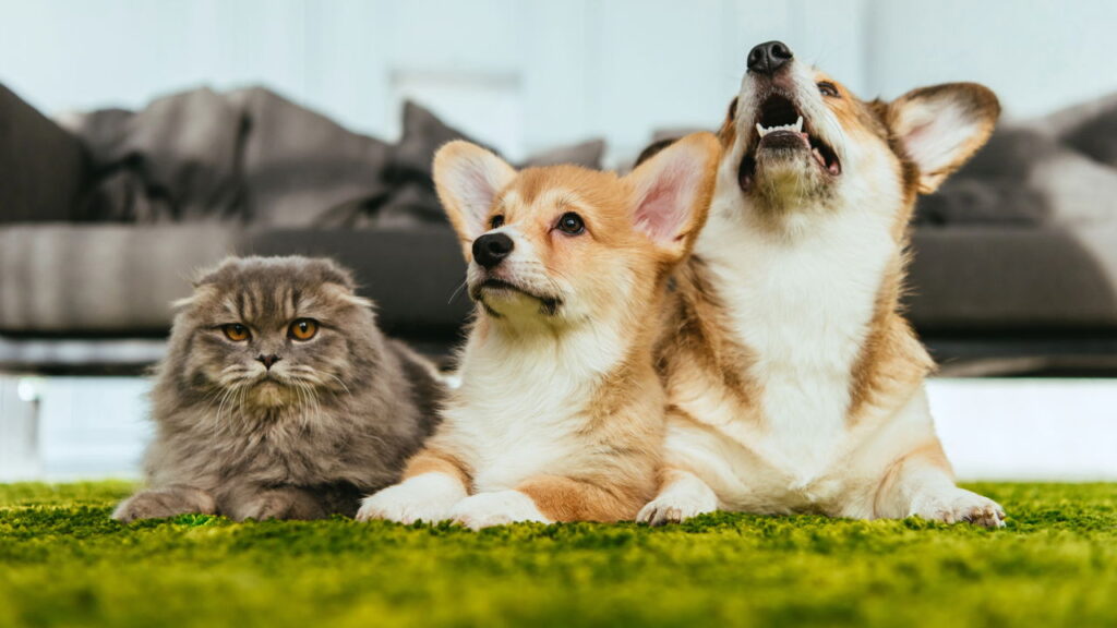 Se o nome do seu pet for um desses ele está na lista dos mais amados do Brasil