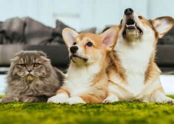 O segredo por trás dos nomes mais escolhidos para pets