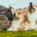 O segredo por trás dos nomes mais escolhidos para pets
