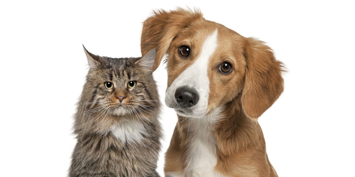O motivo surpreendente que faz os gatos viverem mais tempo que os cães