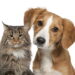 O motivo surpreendente que faz os gatos viverem mais tempo que os cães