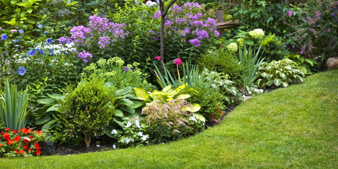 As 6 melhores plantas mais resistentes ao sol forte