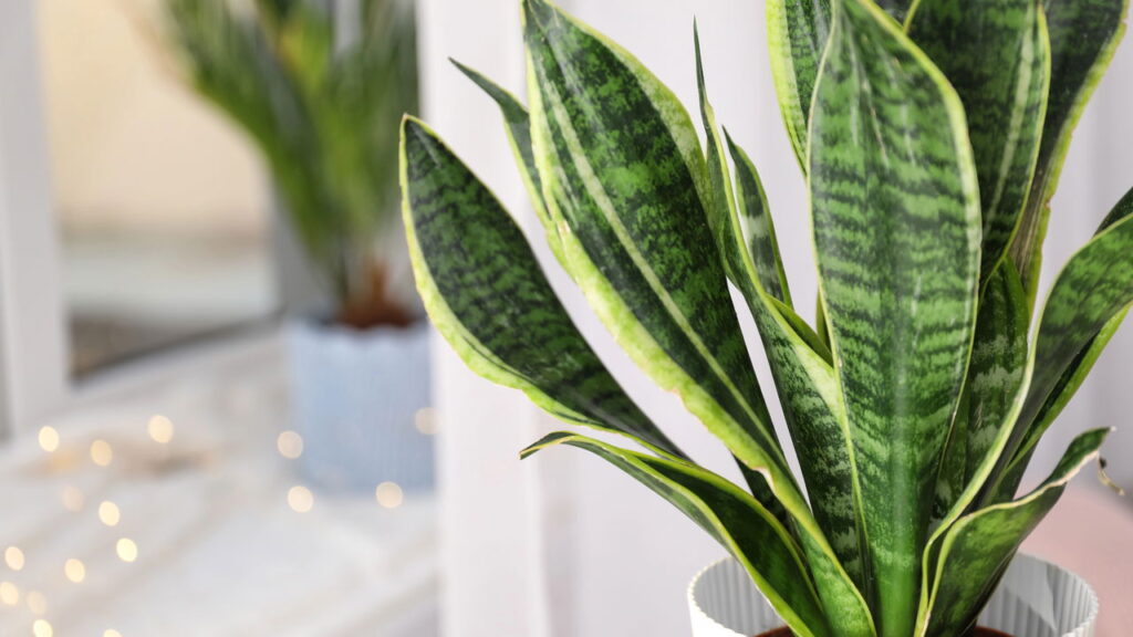 As 3 plantas mais poderosas para proteção e prosperidade