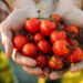 Suas receitas vão ganhar um sabor irresistível com tomates fresquinhos colhidos do seu quintal