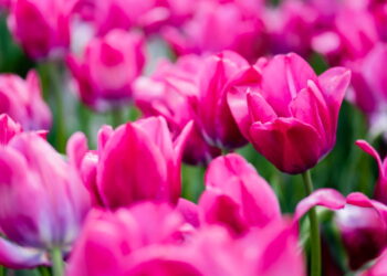 Aprenda a transformar seu quintal e um jardim com tulipas lindas e bem cuidadas