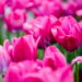 Aprenda a transformar seu quintal e um jardim com tulipas lindas e bem cuidadas