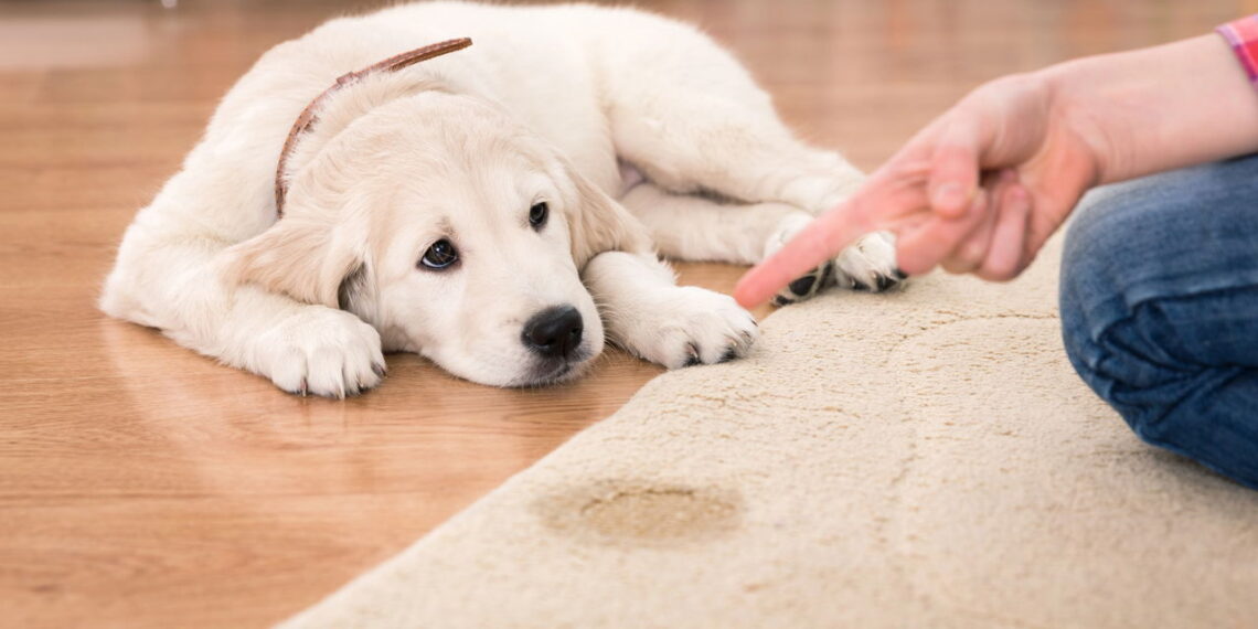 A forma mais rápida de ensinar seu cachorro a fazer xixi no lugar certo