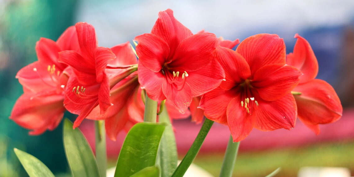 Tenha flores de amarílis no quintal com esses truques incríveis!