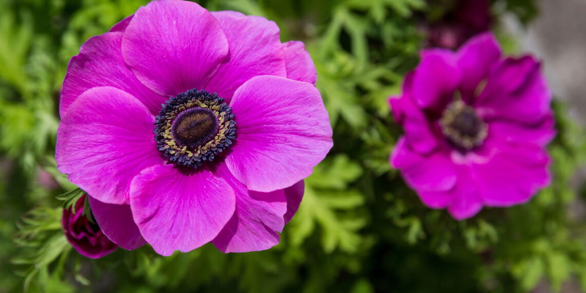 Esta flor encanta com sua beleza e delicadeza fazendo você querer cultivá-la